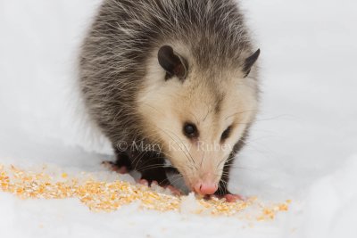 Opossum 0I9I1235.jpg