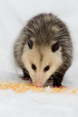 Opossum 0I9I1237.jpg