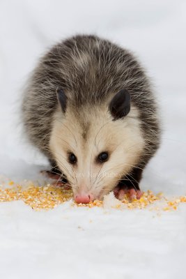 Opossum 0I9I1243.jpg