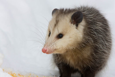 Opossum 0I9I1245.jpg