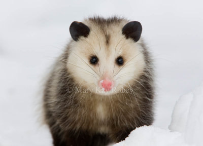 Opossum 0I9I1246.jpg