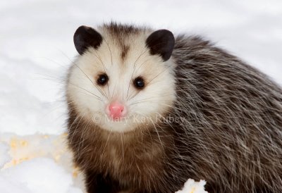 Opossum 0I9I1315.jpg