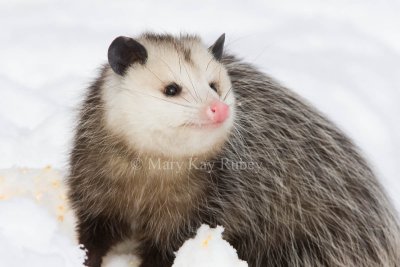 Opossum 0I9I1320.jpg