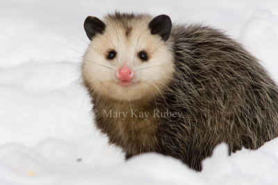 Opossum 0I9I1321.jpg