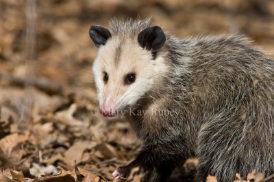 Opossum _11R1149.jpg