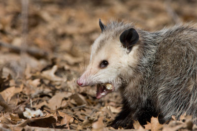Opossum _11R1153.jpg