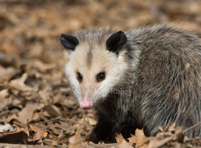 Opossum _11R1161.jpg