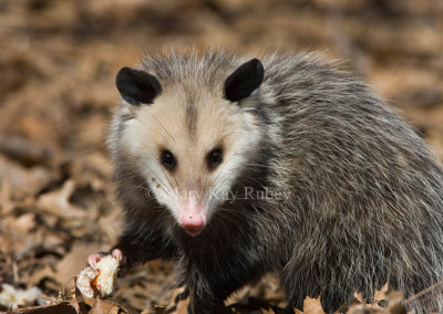 Opossum _11R1165.jpg