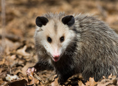 Opossum _11R1172.jpg
