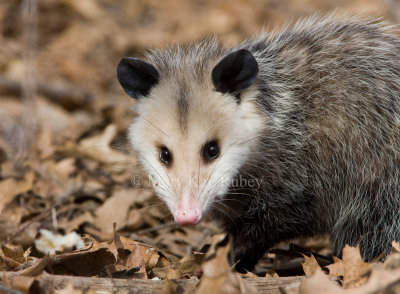 Opossum _11R1179.jpg