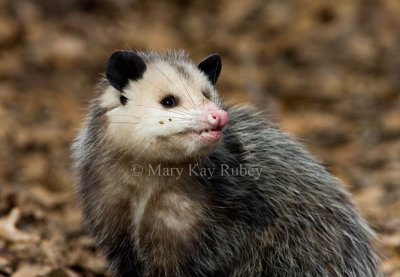 Opossum _11R1185.jpg