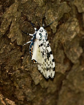 Giant Leopard Moth _I9I3179.jpg