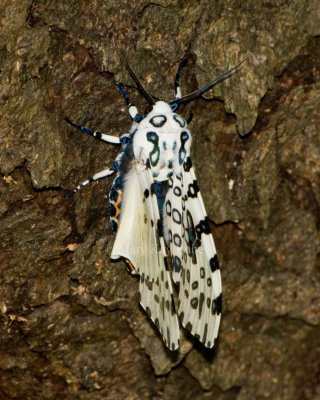 Giant Leopard Moth _I9I3182.jpg