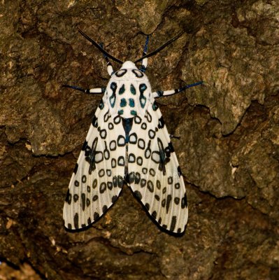 Giant Leopard Moth _I9I3199.jpg