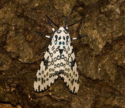 Giant Leopard Moth _I9I3206.jpg
