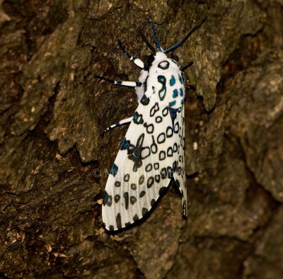 Giant Leopard Moth _I9I3213.jpg