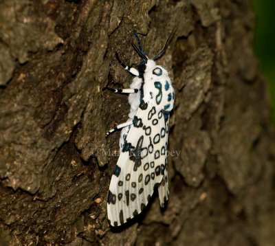 Giant Leopard Moth _I9I3216.jpg