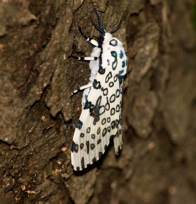 Giant Leopard Moth _I9I3218.jpg