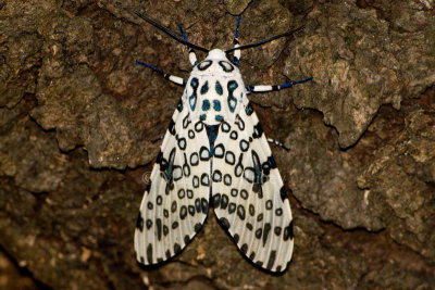 Giant Leopard Moth _I9I3221.jpg