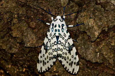 Giant Leopard Moth _I9I3226.jpg
