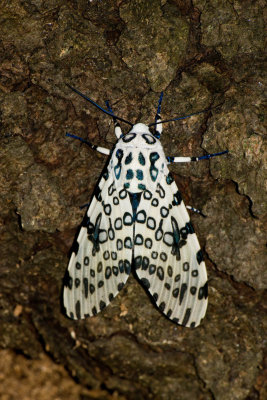 Giant Leopard Moth _I9I3230.jpg