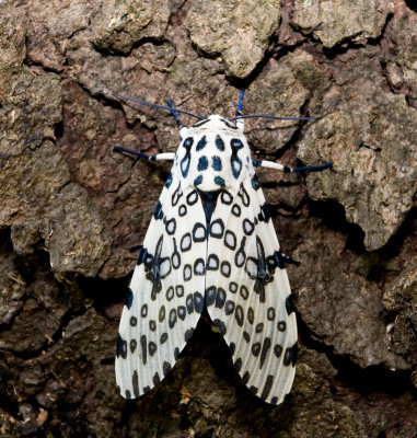 Giant Leopard Moth _MG_0103.jpg