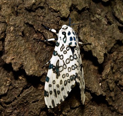 Giant Leopard Moth _MG_0112.jpg