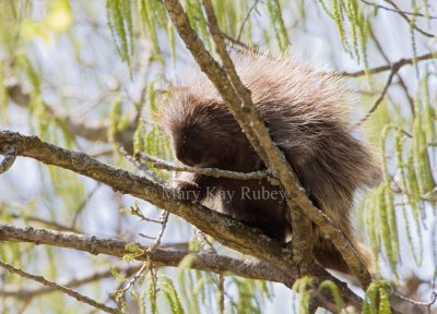 NORTH AMERICAN PORCUPINE - Erethizon dorsatum