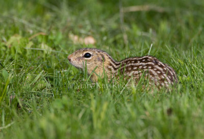 Thirteen-lined Ground Squirrel _11R8102.jpg