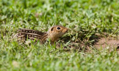 Thirteen-lined Ground-squirrel _11R0702.jpg