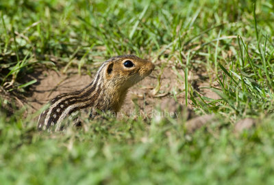 Thirteen-lined Ground-squirrel _11R0703.jpg