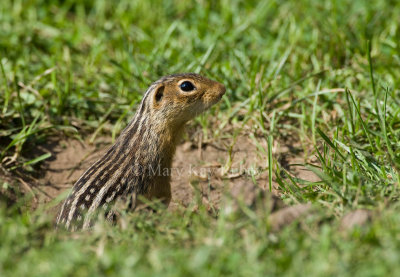 Thirteen-lined Ground-squirrel _11R0704.jpg