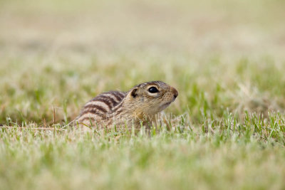 Thirteen-lined Ground-squirrel _I9I9754.jpg