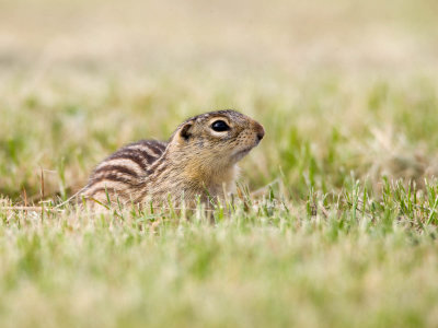 Thirteen-lined Ground-squirrel _I9I9757.jpg