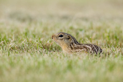 Thirteen-lined Ground-squirrel _I9I9766.jpg