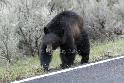 Black bear D4EC3664.jpg