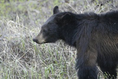 AMERICAN BLACK BEAR - Ursus americanus