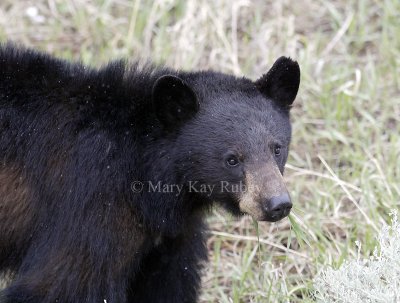 Black bear D4EC3731.jpg
