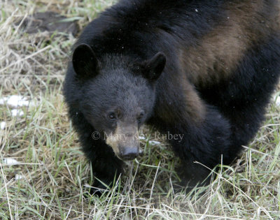 Black bear D4EC3788.jpg