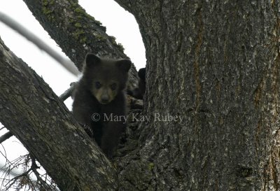 Black bear cub D4EC2148.jpg