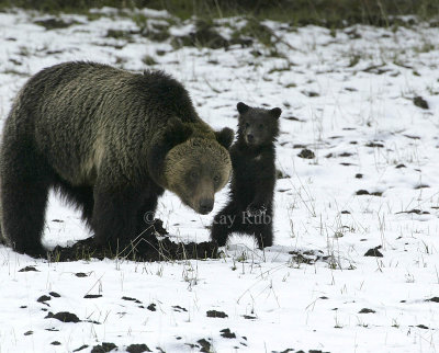 GRIZZLY or BROWN BEAR - Ursus arctos