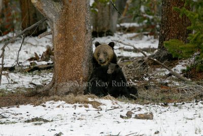 _Grizzly & cubs IMG_5627.jpg