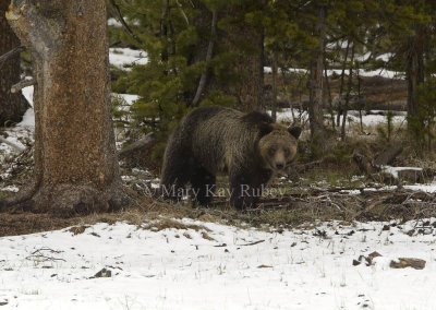 _Grizzly Bear D4EC3221.jpg