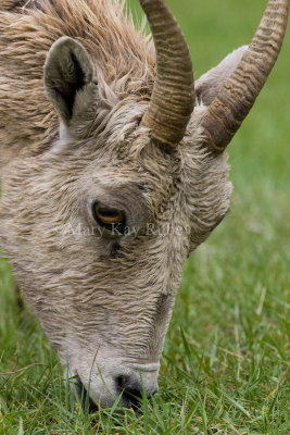 Bighorn Sheep _H9G0807.jpg