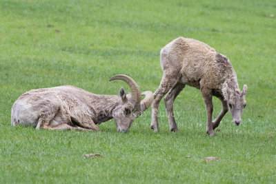 Bighorn Sheep _H9G0813.jpg