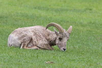 Bighorn Sheep _H9G0821.jpg