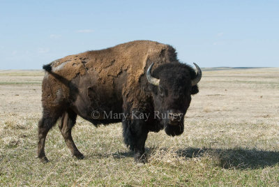 Bison FL D4EC9093.jpg