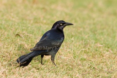 GREAT-TAILED GRACKLES (Quiscalus mexicanaus)