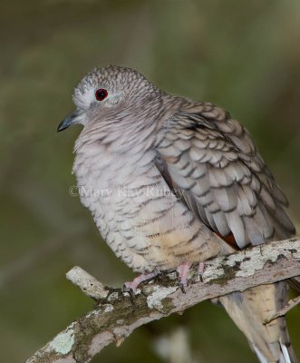 Inca Dove _11R6594e.jpg