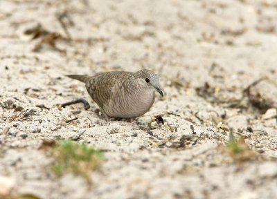 Inca Dove _I9I5014.jpg